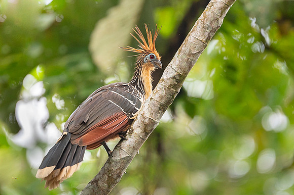 Hoatzin