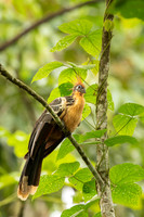 Hoatzin