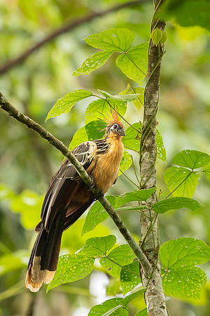 Hoatzin