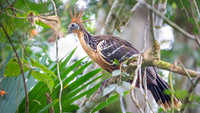 Hoatzin