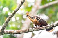 Hoatzin