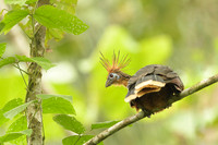 Hoatzin