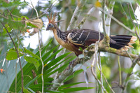 Hoatzin