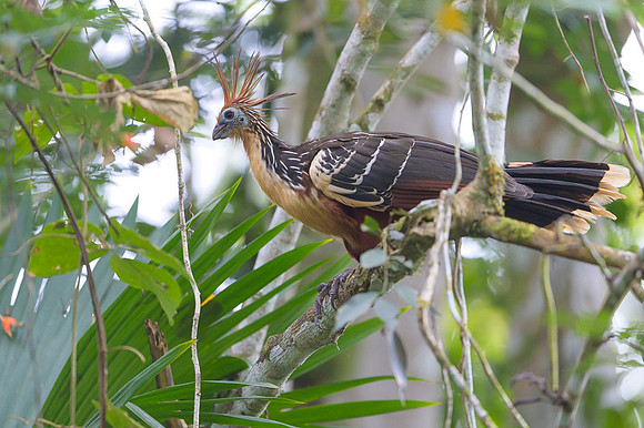 Hoatzin