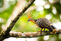 Hoatzin