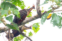 Hoatzin