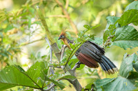 Hoatzin