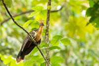 Hoatzin