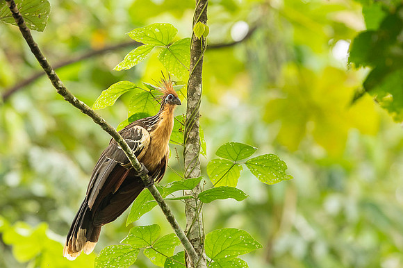 Hoatzin