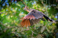 Hoatzin