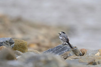 White Wagtail