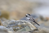 White Wagtail