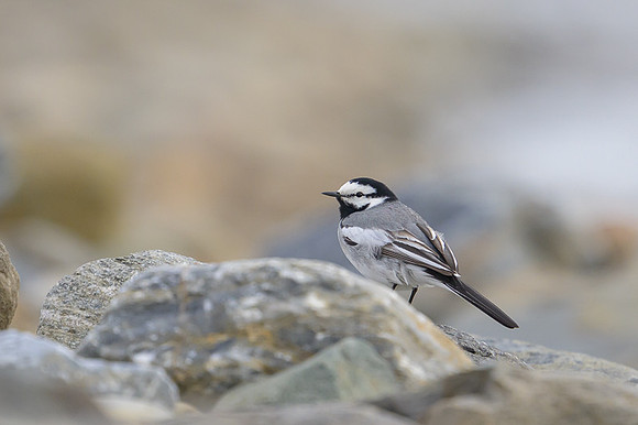 White Wagtail