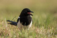Magpie / Sroka