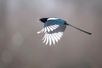 Magpie / Sroka