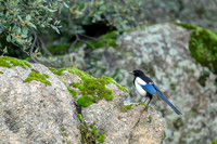 Magpie / Sroka