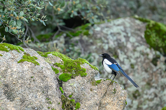 Magpie / Sroka