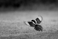 Magpie / Sroka