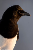 Magpie / Sroka