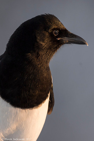 Magpie / Sroka