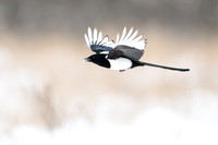 Magpie / Sroka