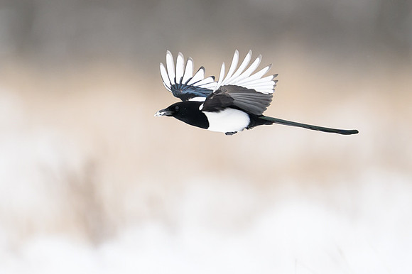 Magpie / Sroka