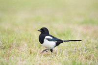 Magpie / Sroka