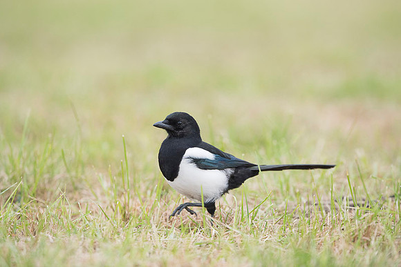 Magpie / Sroka