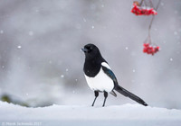 Magpie / Sroka