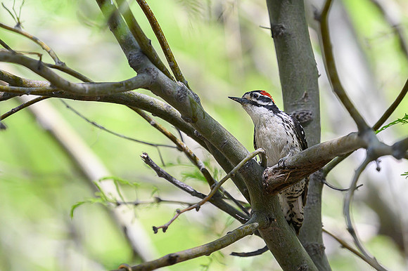 Downy Woodpecker