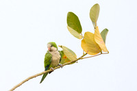 Monk Parakeet