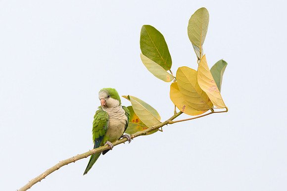 Monk Parakeet