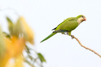 Monk Parakeet
