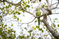 Monk Parakeet