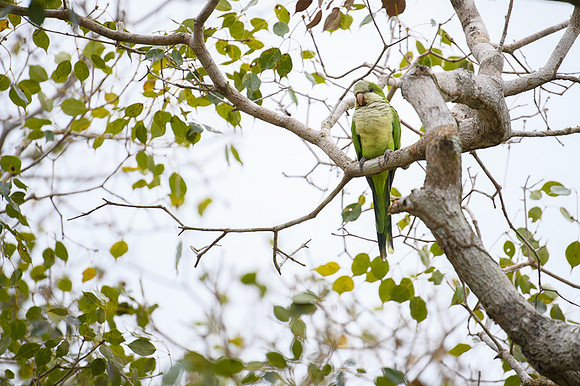 Monk Parakeet
