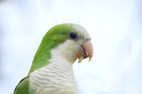 Monk Parakeet
