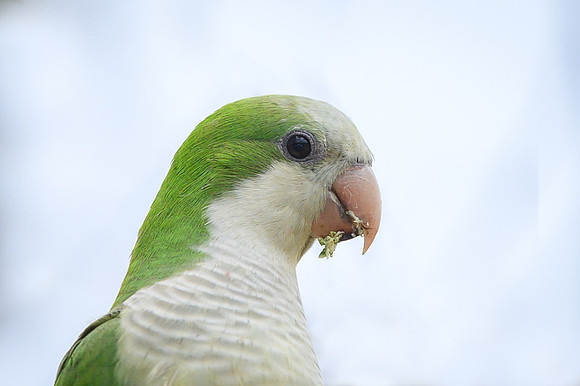 Monk Parakeet
