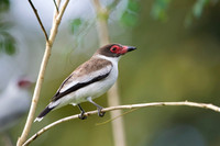Masked Tityra