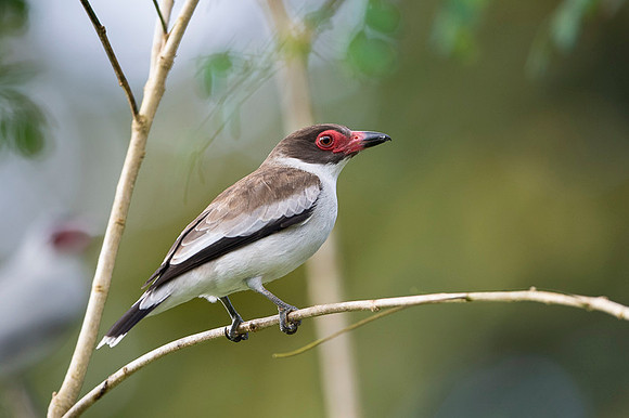 Masked Tityra