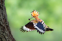 Hoopoe / Dudek