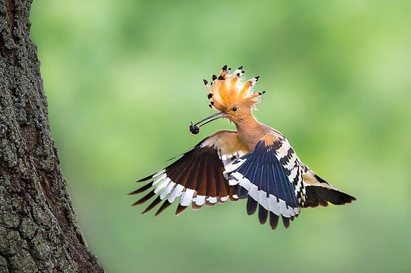 Hoopoe / Dudek