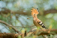 Hoopoe / Dudek