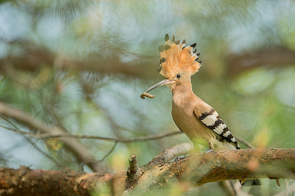 Hoopoe / Dudek