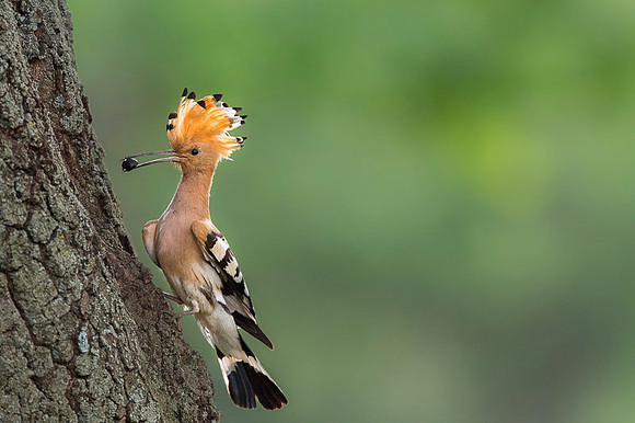 Hoopoe / Dudek