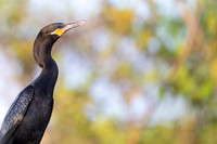 Neotropic Cormorant