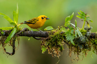 Golden Tanager