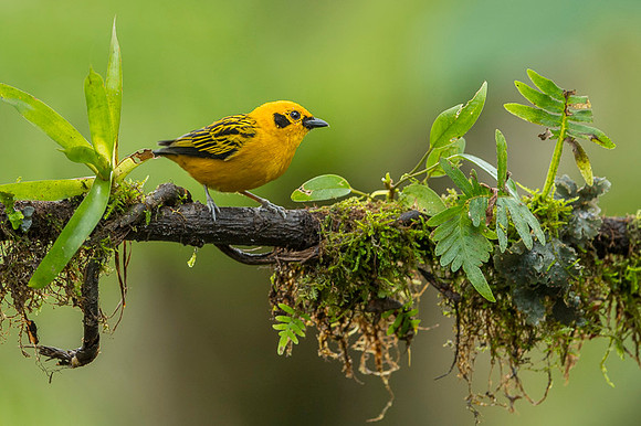Golden Tanager
