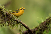 Golden Tanager