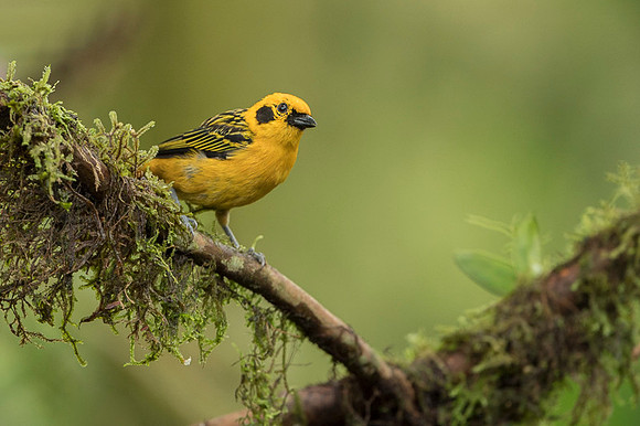 Golden Tanager