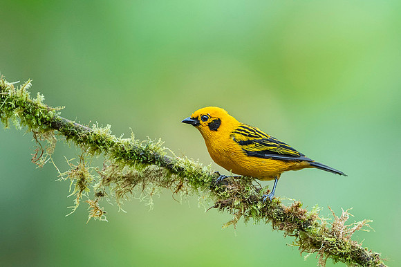 Golden Tanager